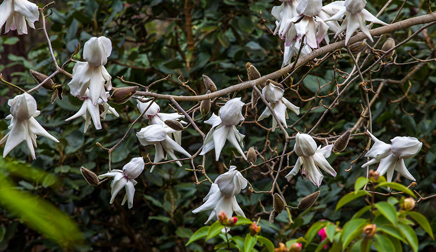 Magnolia campbellii 'Strybing White'  Saxon Holt