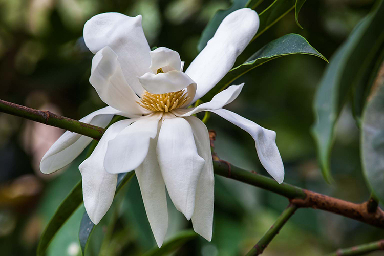 Magnolia doltsopa  Saxon Holt