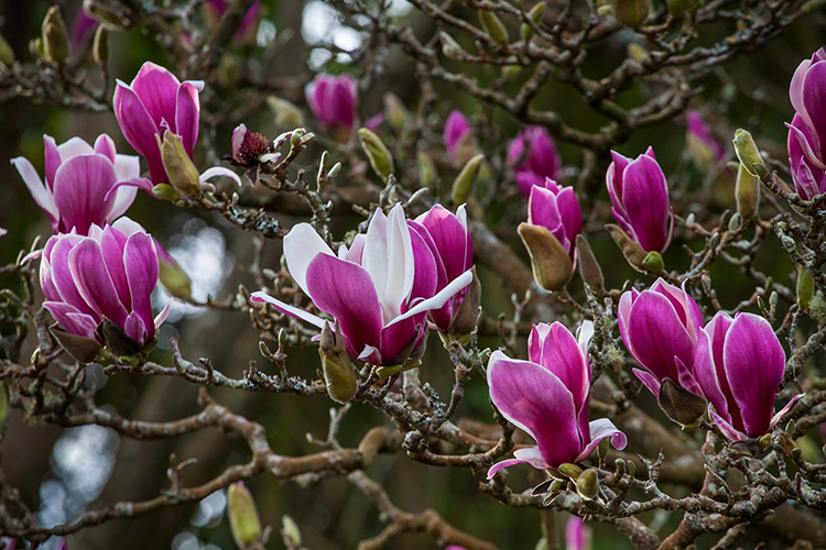 Magnolia soulangeana  Saxon Holt 