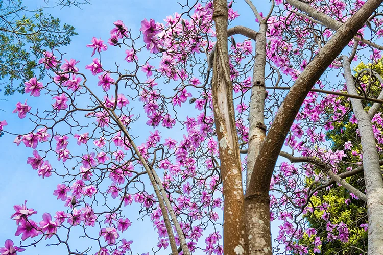 Magnolia sargentiana  Saxon Holt 