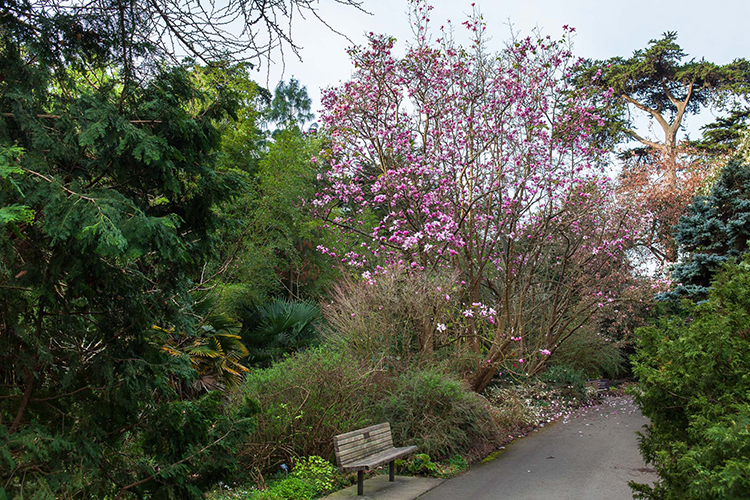 Magnolia sprengeri var. diva blooming in Temperate Asia collection  Saxon Holt 