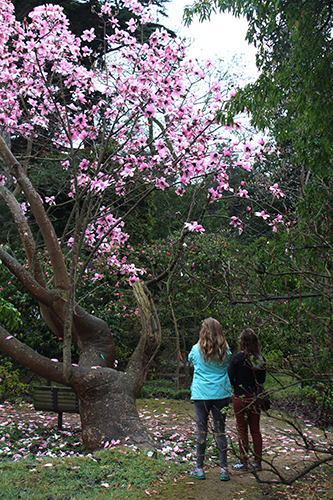 Visitors admire Magnolia campbellii  Travis Lange