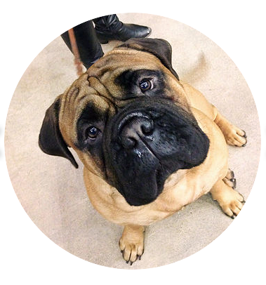 5 Cool To-Do's at The Golden Gate Kennel Club Dog Show (besides the show ring)