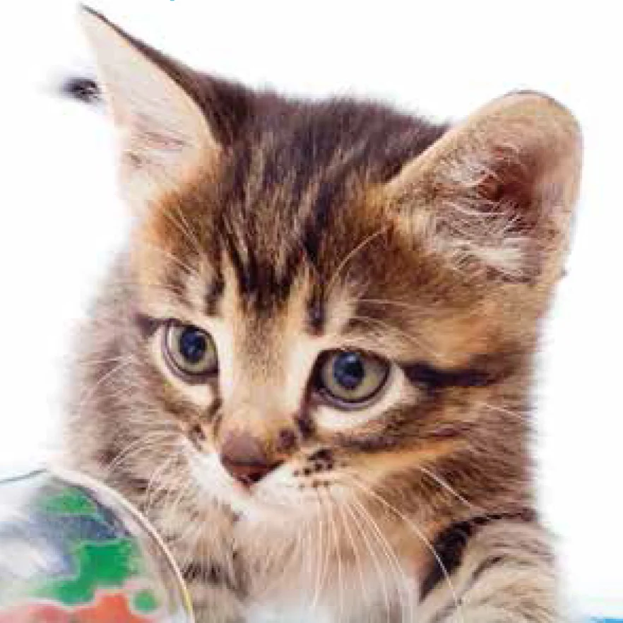 2020 Summer Camp T-Shirt Contest For Pet Lovers - Deadline Extended to April 7
