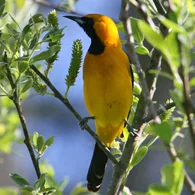 Beginning Birding