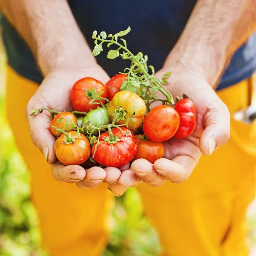 TOMATOMANIA