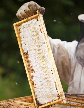 beekepper with hive frame.jpg
