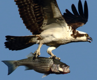 San Francisco Bay Osprey Days