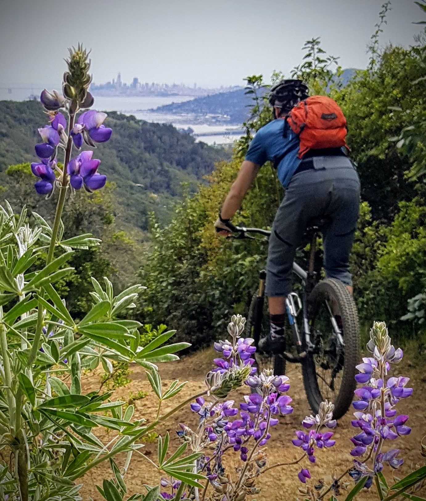 Wildflower Mountain Bike Ride on Mt. Tam 2018
