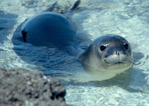 hawaiian-monk-seal-1.jpg