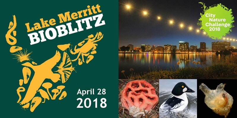 Lake Merritt BioBlitz