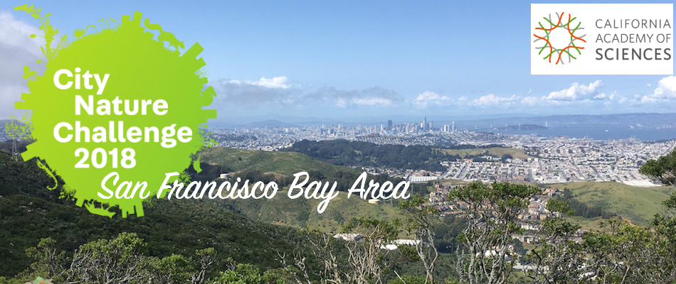 Trione-Annadel Burn Bioblitz