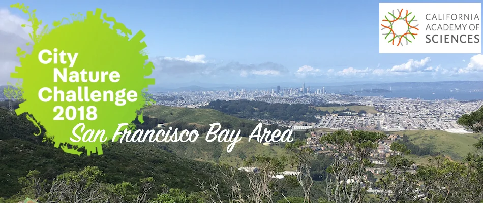 Blitz Out with BioBlitz 2018