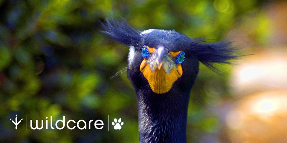 Teen Volunteers Wanted (ages 14—18) for Wildcare/Necesitamos Voluntarios Adolescentes: Programa de Verano WildCare