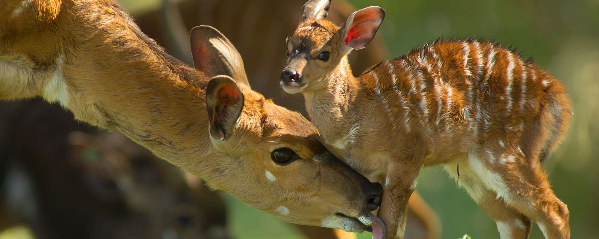 Mother’s Day…Wild About Mom!