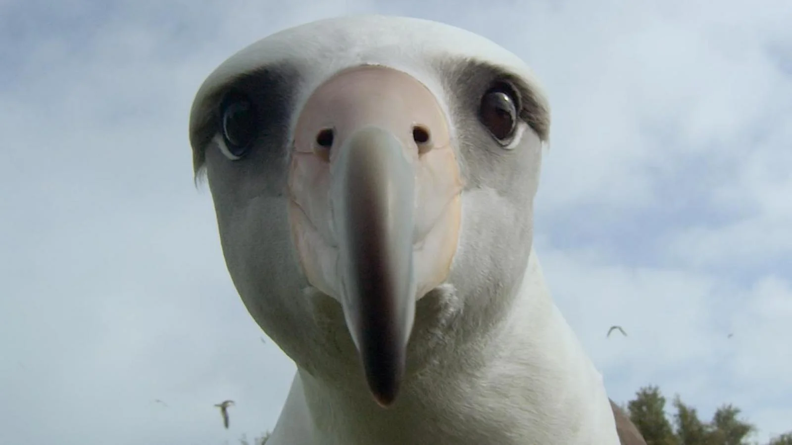Free Screening of Chris Jordan's ALBATROSS