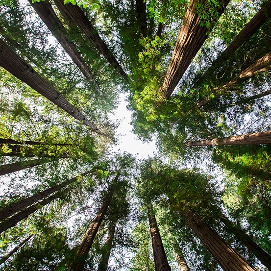 Giants of Land and Sea​