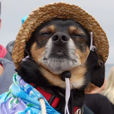 Dog Surfing Championships