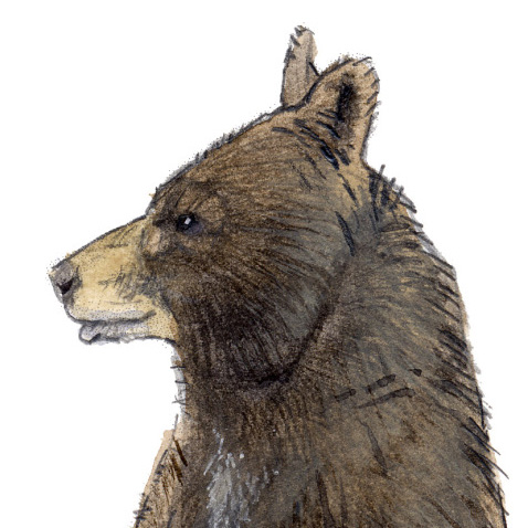 Nature Journaling With Your Family