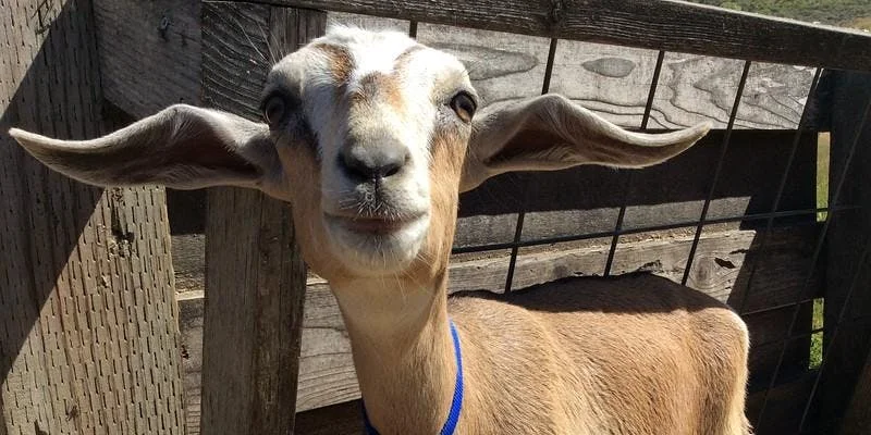 Give Thanks to Food Family Farm Day