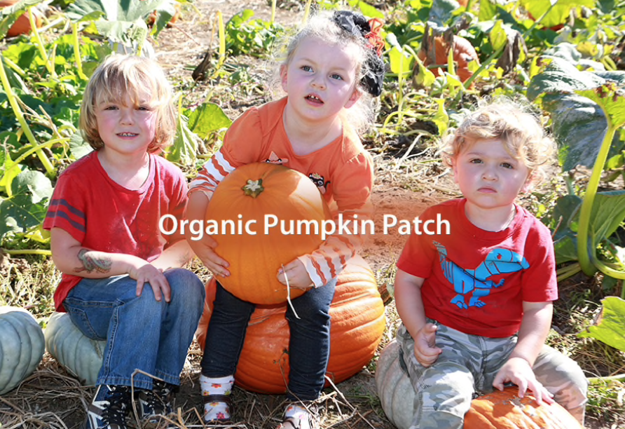 McClelland’s Organic Pumpkin Patch
