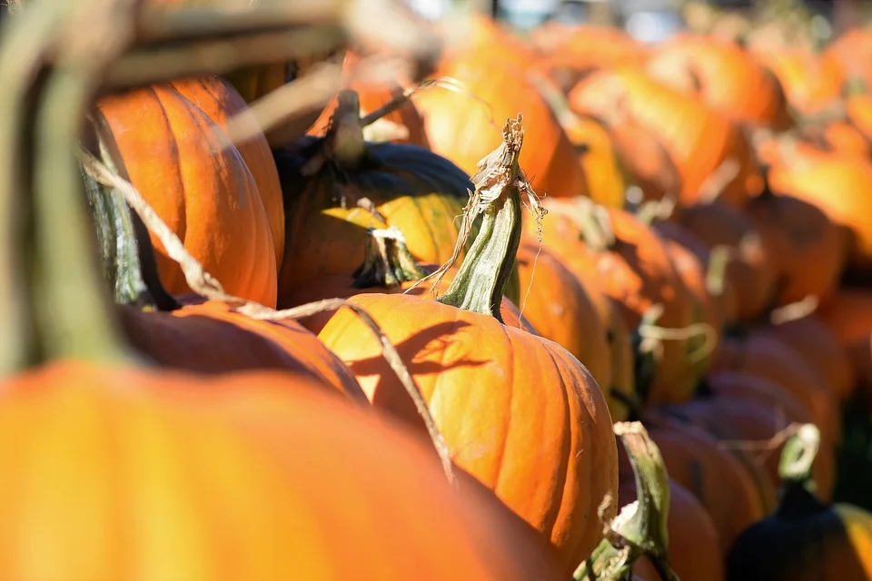 ABC Tree Farms &amp; Pick of the Patch Pumpkins