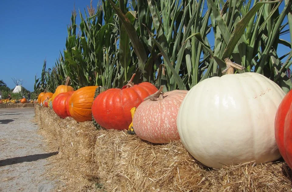 Farmer John's Pumpkin Farm