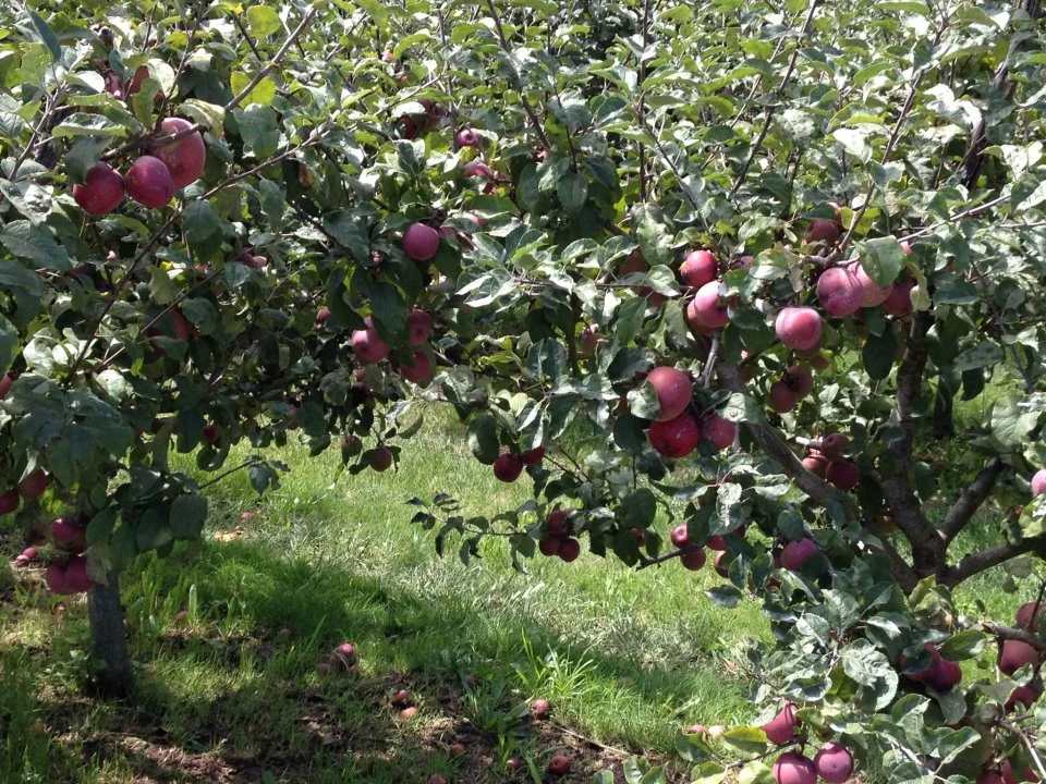 Clearview Orchards