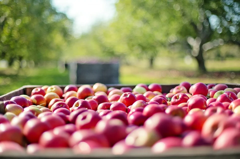 Apple-a-Day Ratzlaff Ranch
