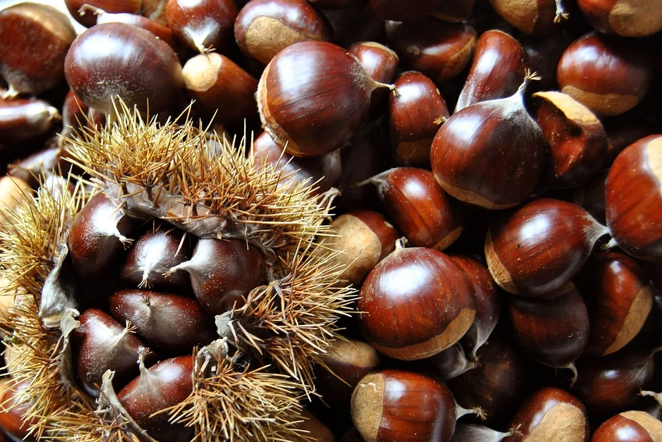 Skyline Chestnuts Orchard