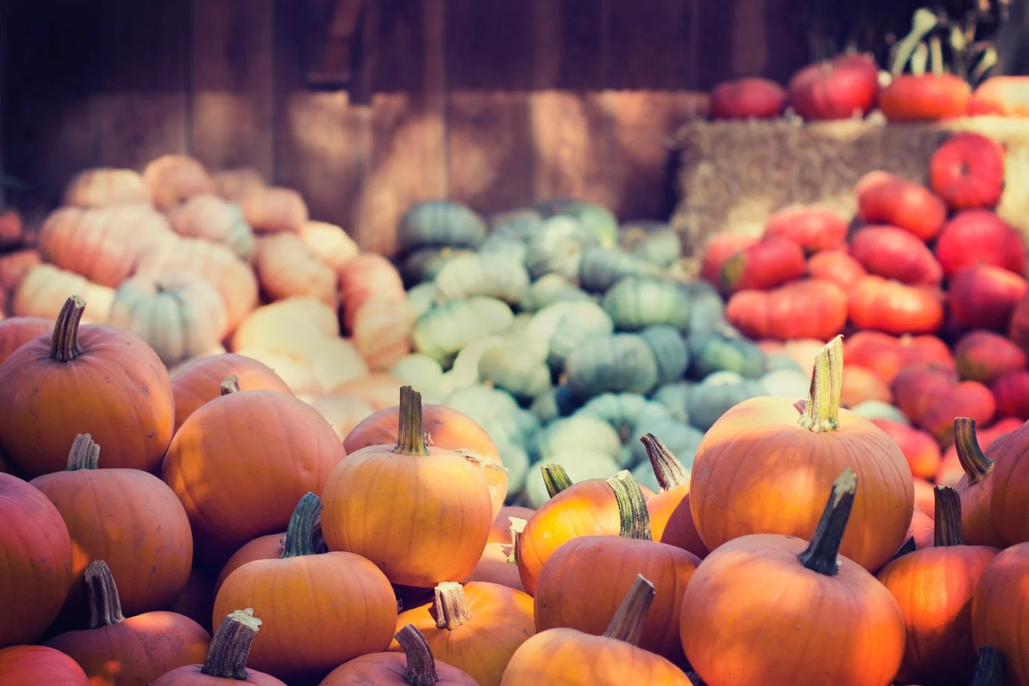 Peter Pumpkin Patch