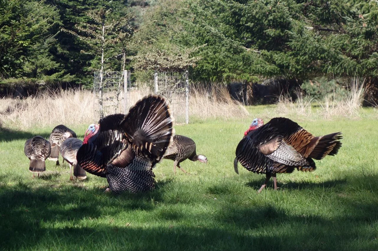 Guide to Turkey Trots in the Bay Area