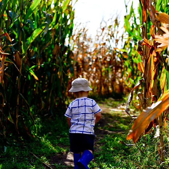 Corn &amp; Hay Mazes
