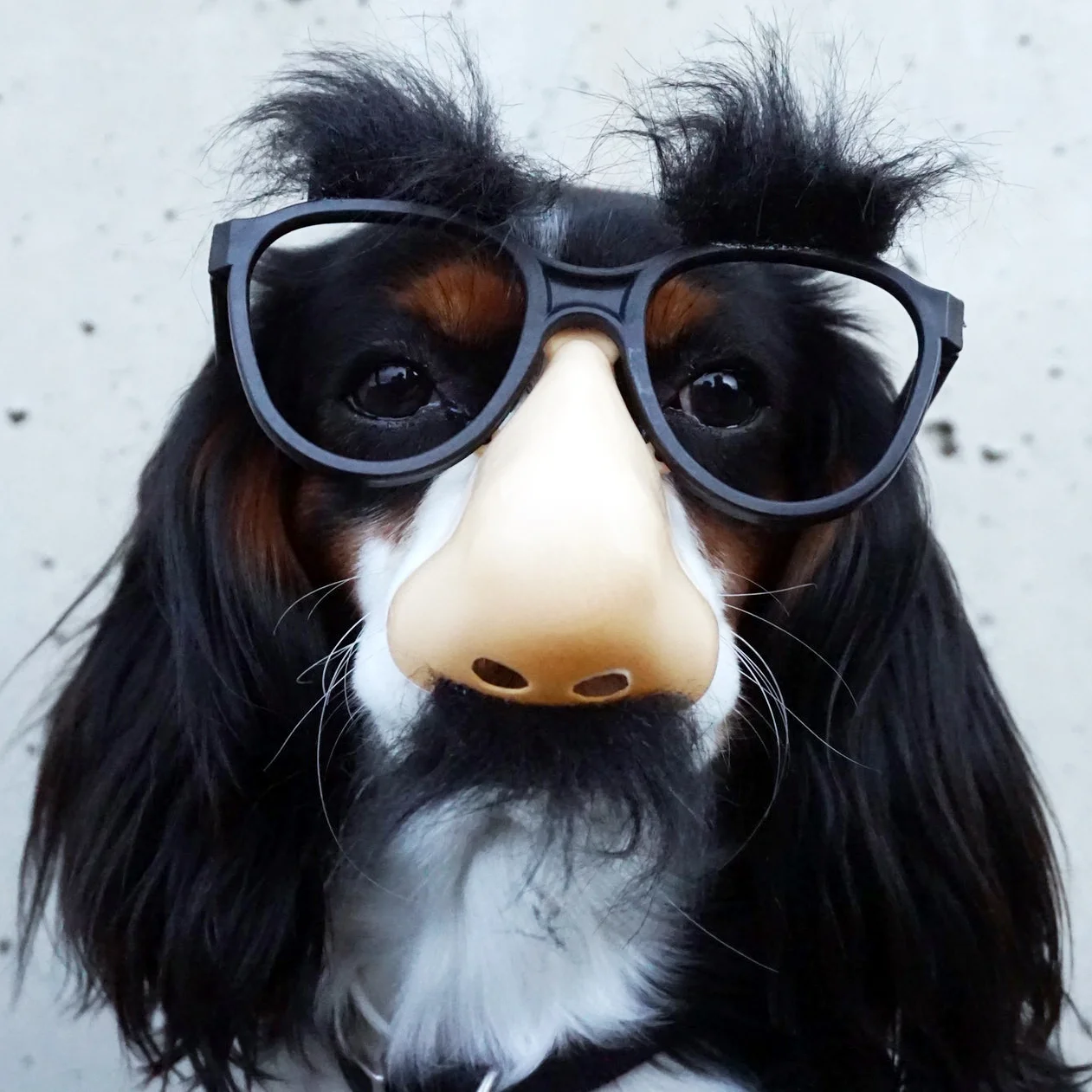 Sponsor: Marin Country Mart Halloween Festival