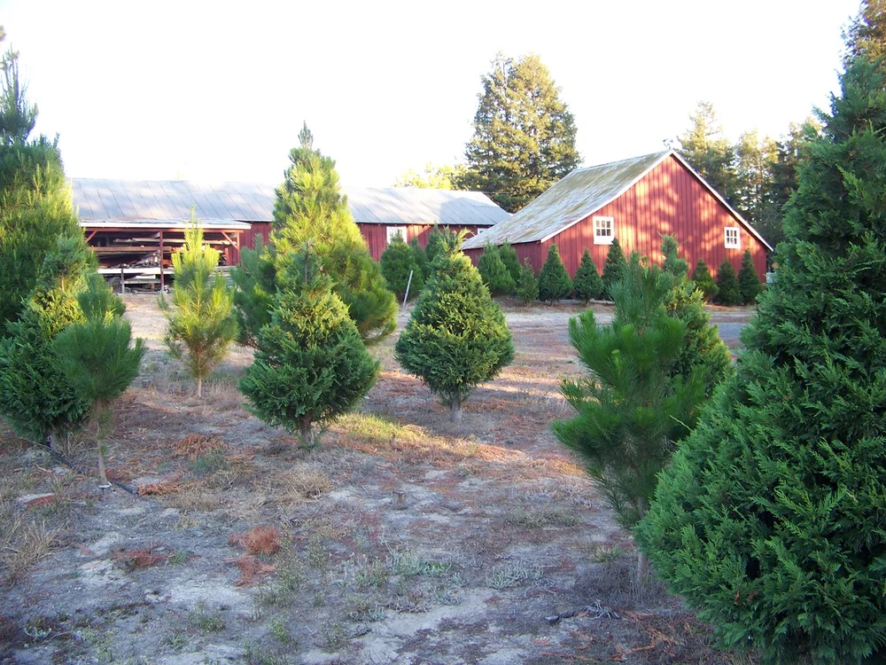 Lots and Lots of Christmas Tree Lots & Farms — Ronnie's ...