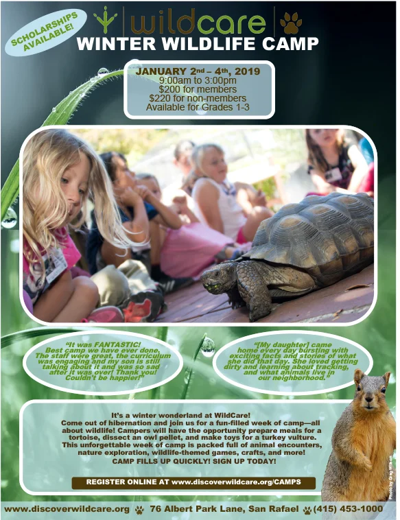 Winter Wildlife Camp at WildCare