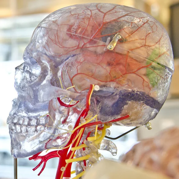 Using Your Noggin at the Bay Area Brain Bee