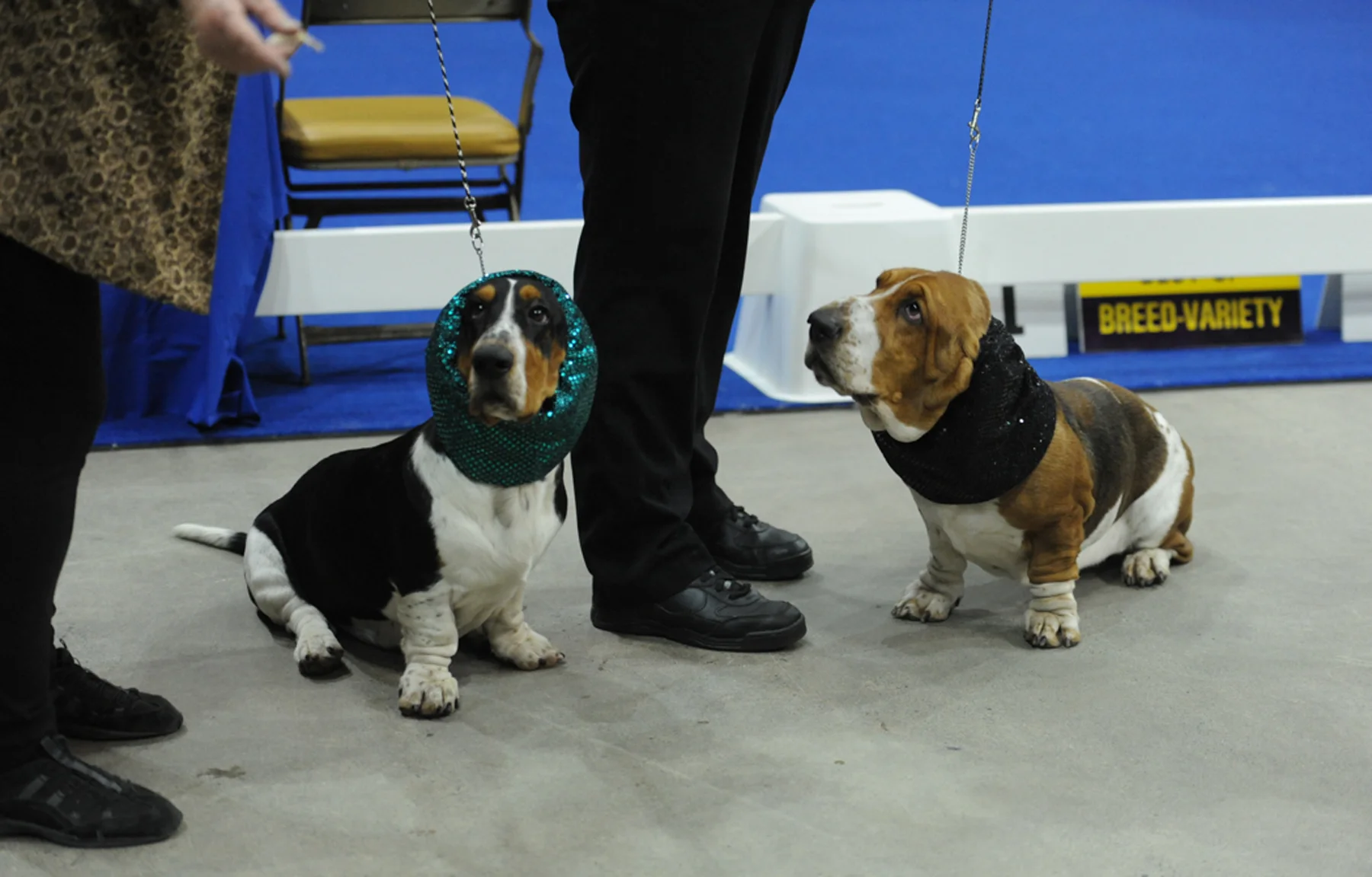Golden Gate Dog Show 2017 (1208 of 792).jpg