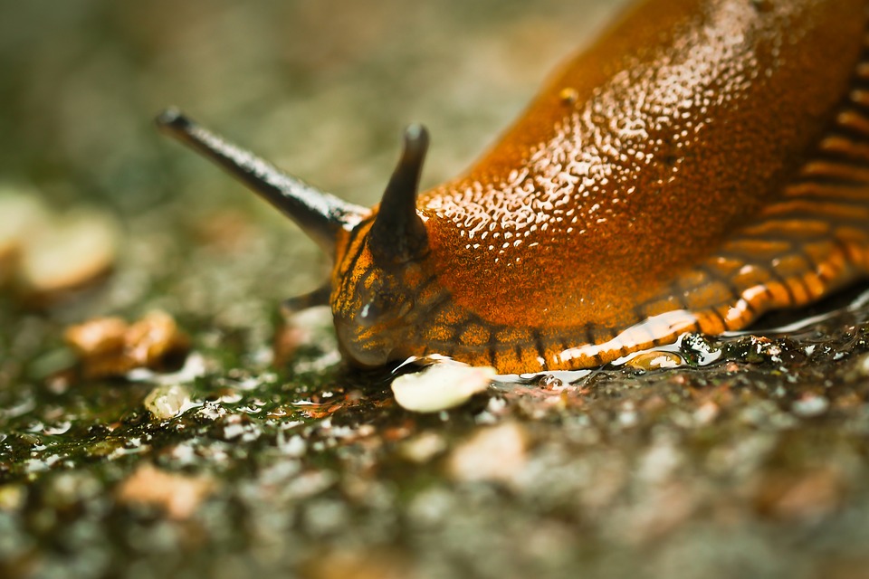 Pest Repellant Copper Wire: Copper Wire For Slugs And Snails