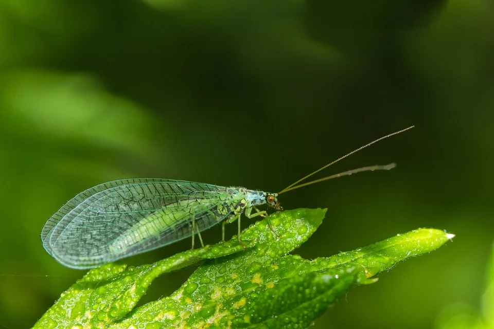 lacewing-1744767_960_720.jpg