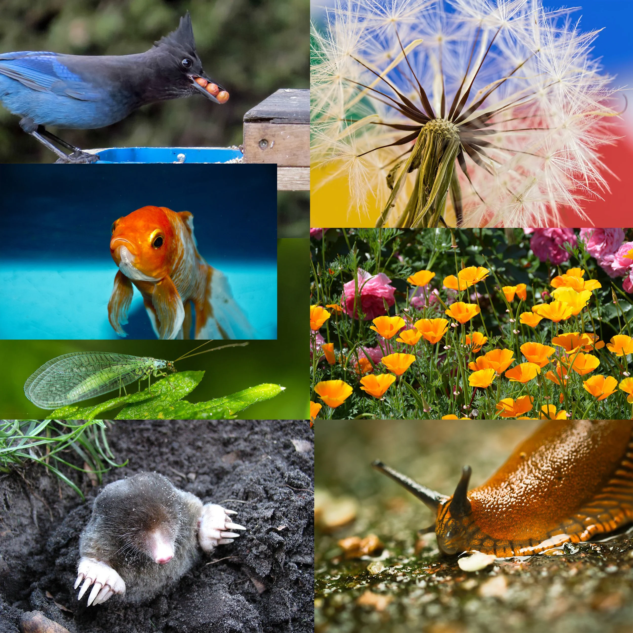 Green Your Garden With Natural Pest Control