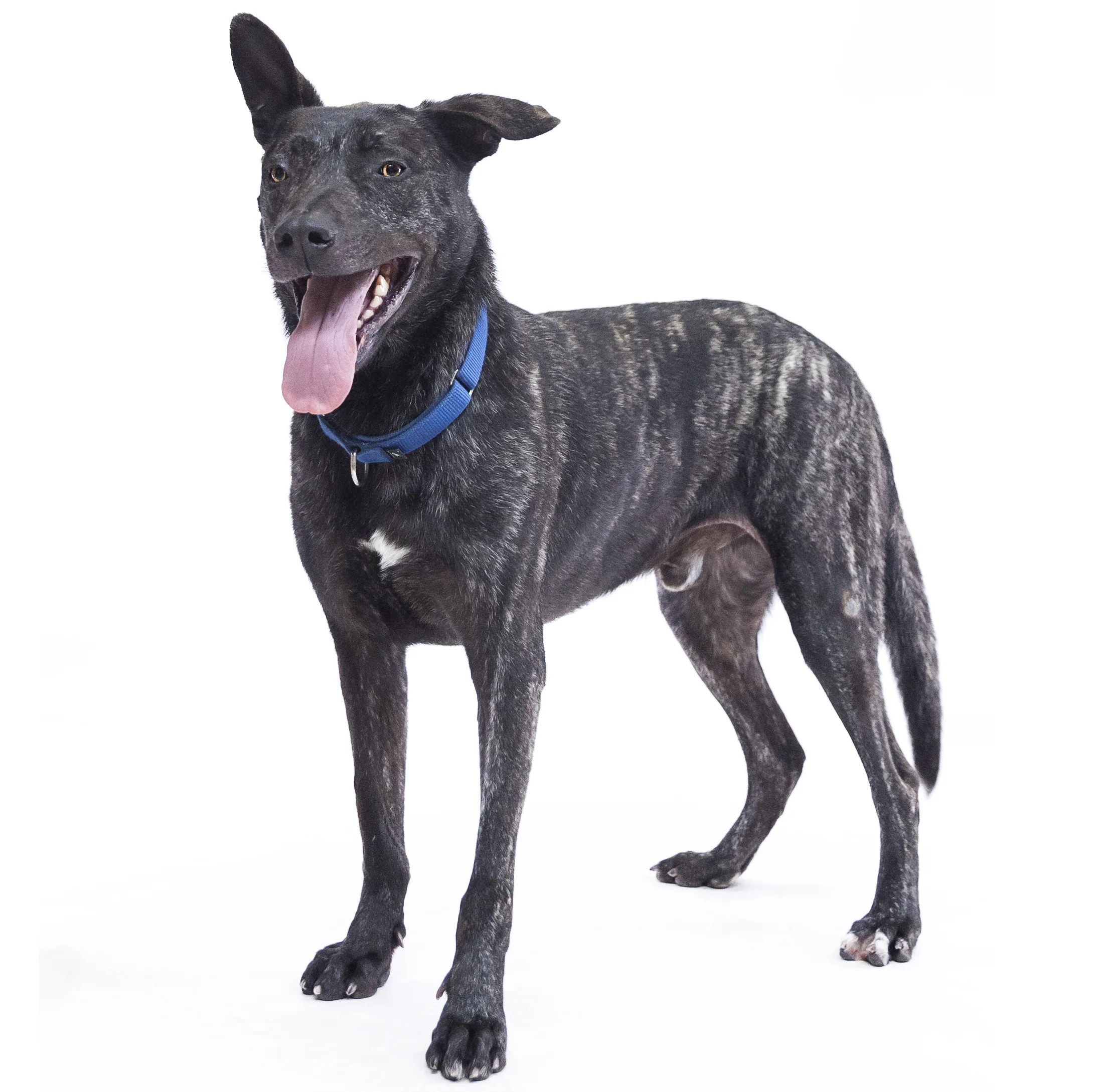 2019-03-05_Zorro1.jpg