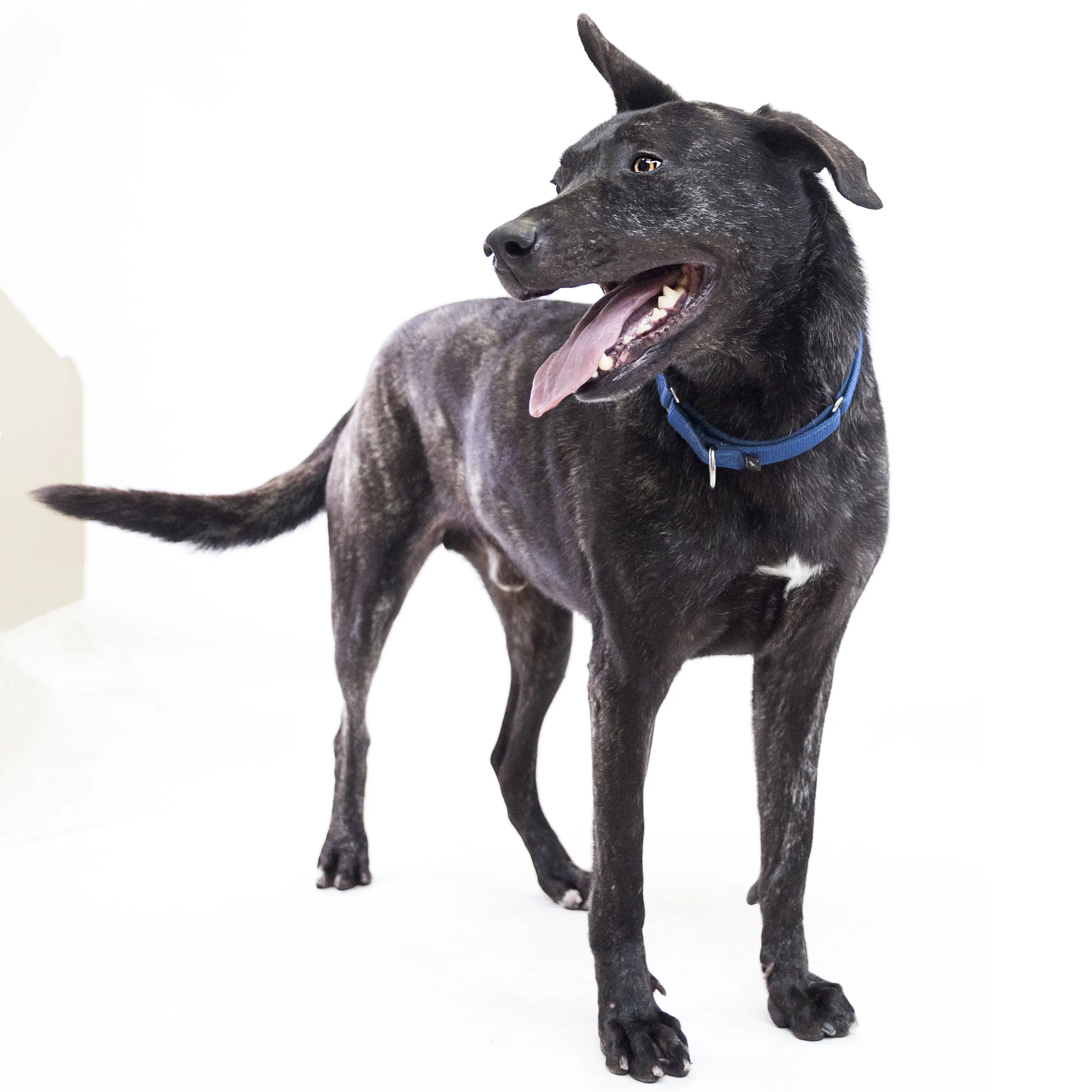 2019-03-05_Zorro2.jpg