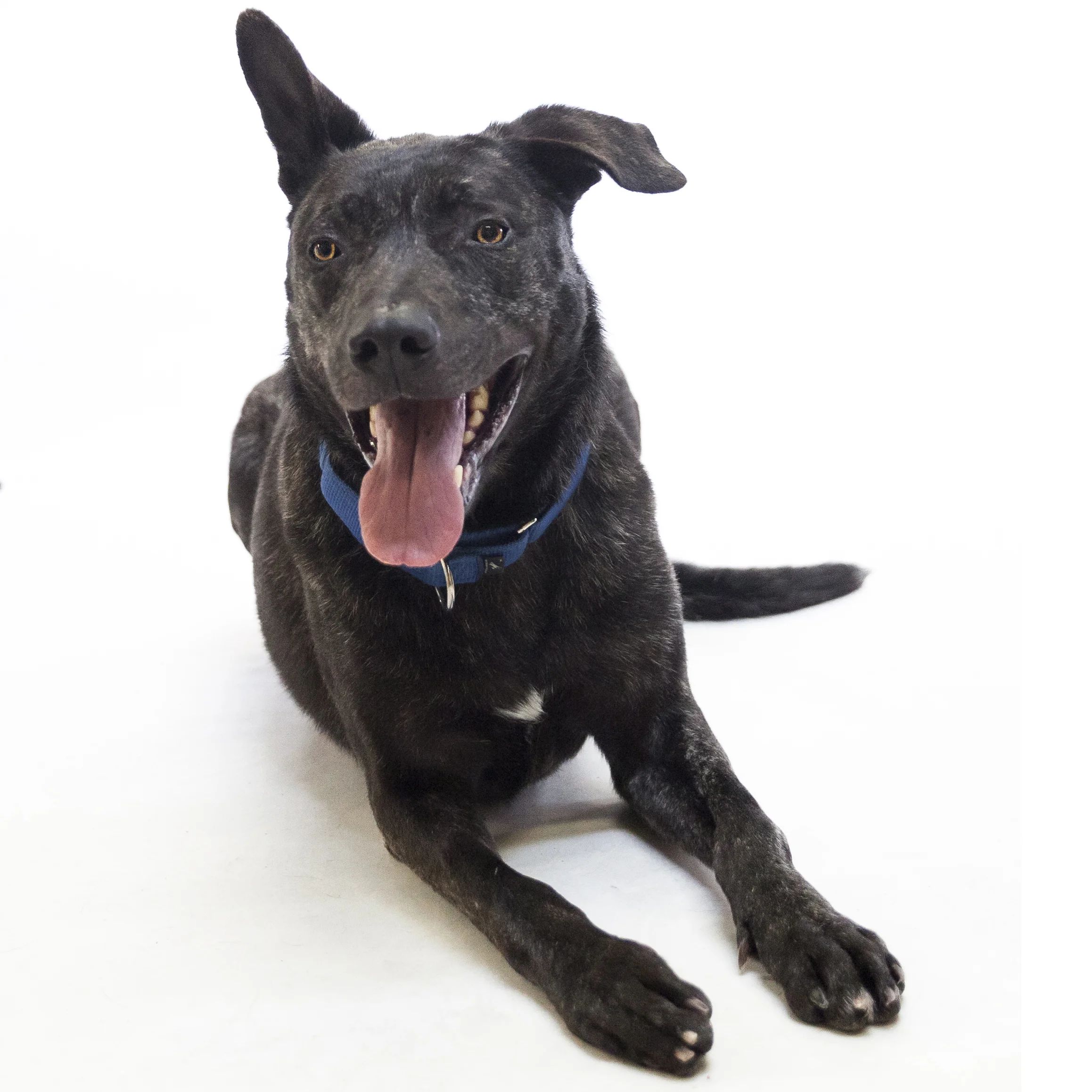 2019-03-05_Zorro4.jpg
