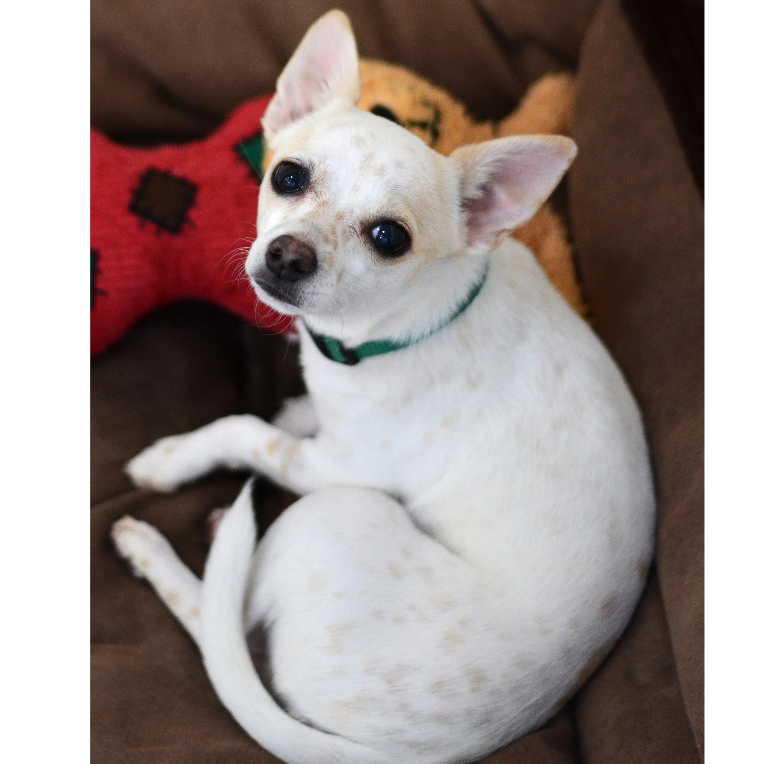 Daisy 240775.jpg