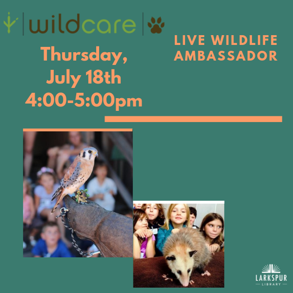 Wildcare Live Wildlife Ambassador at Larkspur Library