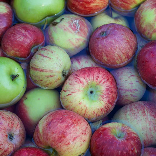 San Domenico School Garden Fair