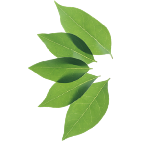 Open House at Terra Schools (Terra Mandarin Preschool &amp; TK &amp; Terra Marin K-8)