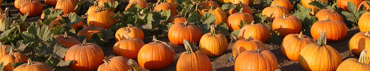 Halloween at the Center