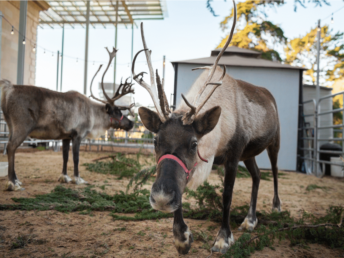‘Tis the Season for Science returns to the California Academy of Sciences